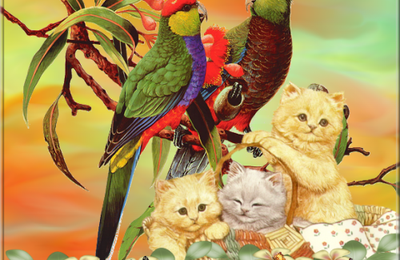 les perroquets et leurs amis les chats