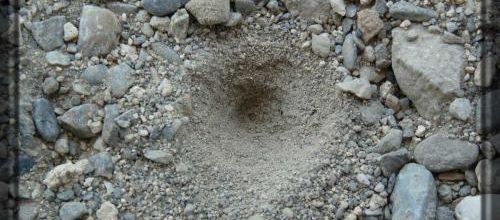La larve de fourmilion