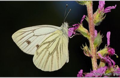 Piéride du Navet (1) - Pieris napi
