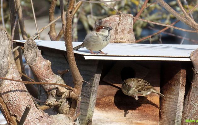 des moineaux au jardin