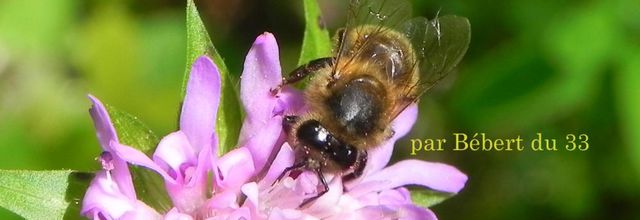 abeilles et fleurs en macros