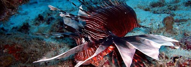 La présence du poisson-lion confirmée en Martinique.
