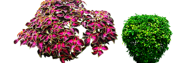 ѼVegetation