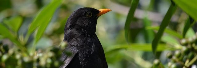 Les oiseaux parisiens : Le Merle noir, familier des hommes
