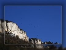 Dans les Gorges de la Jonte, la magie du ciel avec les Vautours fauve s'ajoute au paysage...
