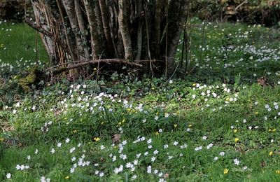 Trésors des sous-bois humides 2