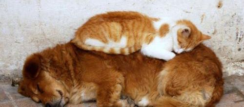 Des chats dormant sur des chiens
