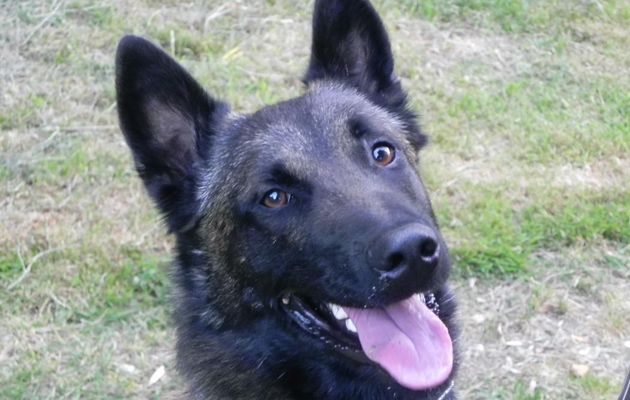 un beau chien ...