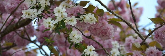 Rambouillet : Un lundi de Pâques bien fleuri !