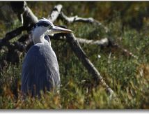 Héron cendré - Ardea cinerea (Les salines - Hérault)...