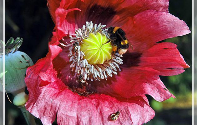 Bourdon terrestre (Bombus terrestris) et minuscules abeilles sur fleur de pavot - Lartigau - Milhas - 31
