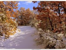 Ma garrigue enneigée