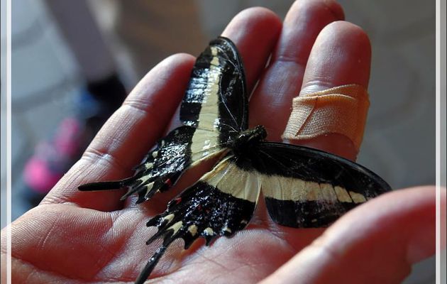 Papillon porte-queue noir et jaune Papilio hectorides  - Foz do Iguaçu - Brésil