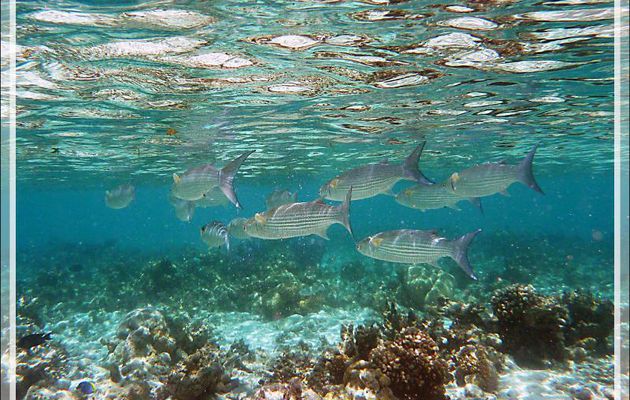 Mulet à queue bleue, Fringelips mullet (Crenimugil crenilabis) - Moofushi - Atoll d'Ari - Maldives