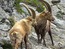 Chasse Photographique "le Bouquetin"