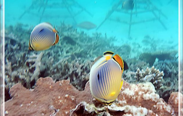 Poisson-papillon à trois bandes, Poisson-papillon côtelé indien, Melon butterflyfish (Chaetodon trifasciatus) sur fond d'essai de restauration du corail - Snorkeling Moofushi, Atoll d'Ari, Maldives