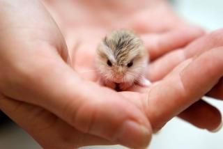 Vive les Hamsters