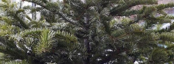 le beau sapin 