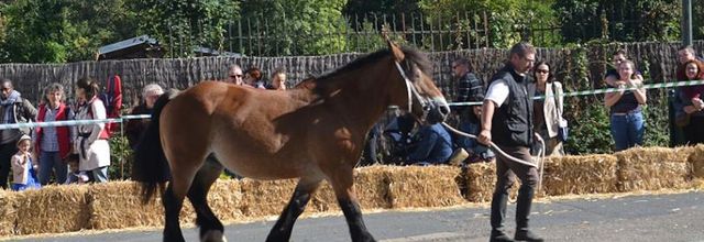 Rambouillet : La Saint Lubin-les 15ème Comices agricoles : Concours chevaux de trait