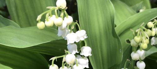 MUGUET DU 1ER MAI 2018