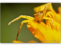 Quelques grandes chasseresses de mon jardin.