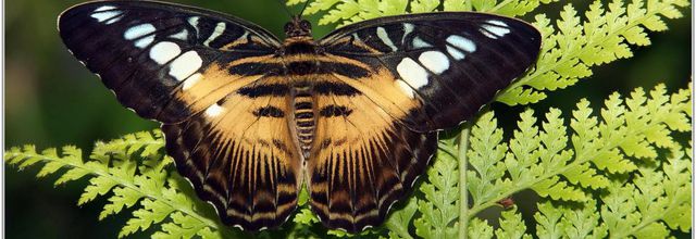 Clipper Brun (3) - Parthenos sylvia