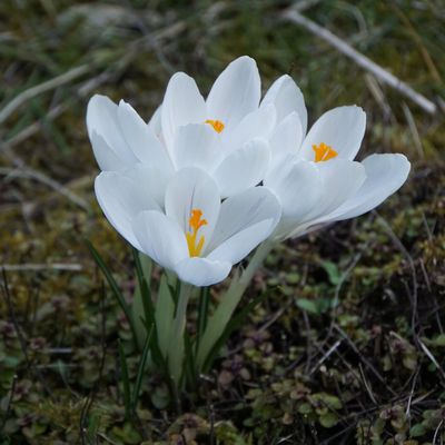 Le blanc au jardin