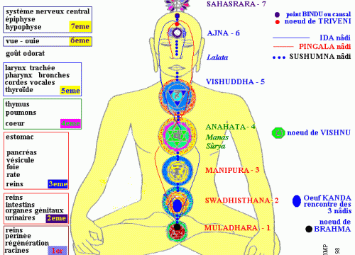 Les glandes endocrines et les chakras