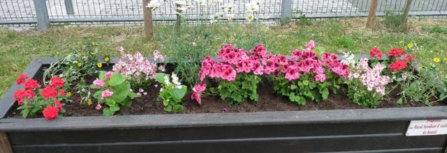 Mercredi, entre ma balade et mon jardin