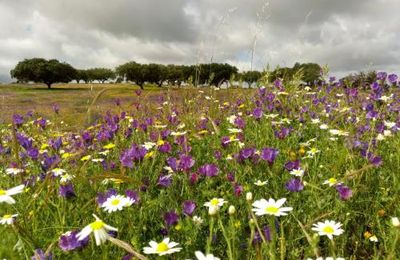 Toute de fleurs vêtue....