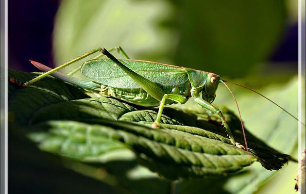 Grande sauterelle verte femelle, Big green leaf Katydid, Great green bush-cricket (Tettigonia viridissima) - Lartigau - Milhas - 31