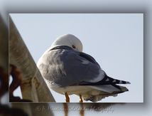 Goéland leucophée - Larus michahellis