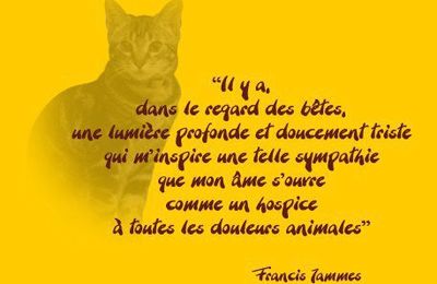 Il y a dans le regard des bêtes...