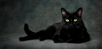 Vive le Chat Noir !