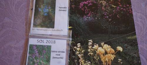 Des graines de joies (1)