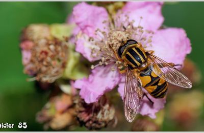Hélophile suspendu (1) - Helophilus pendulus