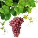  Vigne rouge