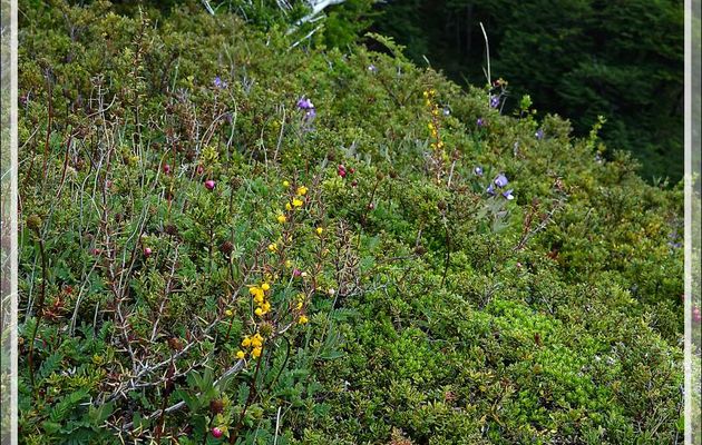 Petit bosquet avec en premier plan un Calafate ou Berbéris à feuilles de buis (Berberis buxifolia) - Lago Grey - Parque Torres del Paine - Patagonie - Chili