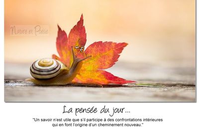 La pensée du jour (193)