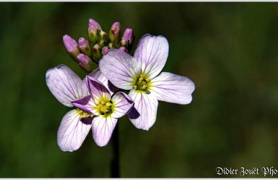 Cardamine des Prés (3) - Cardamine pratensis