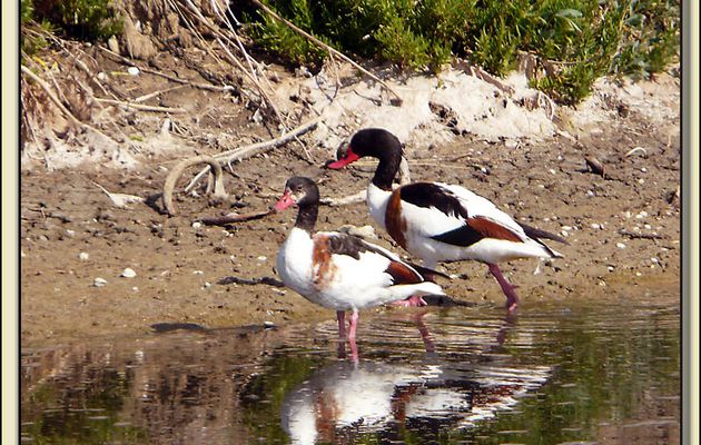 Couple de tadornes de Belon (Tadorna tadorna) - La Couarde-sur-Mer - Ile de Ré - 17