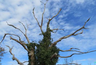 un arbre vu par APN 