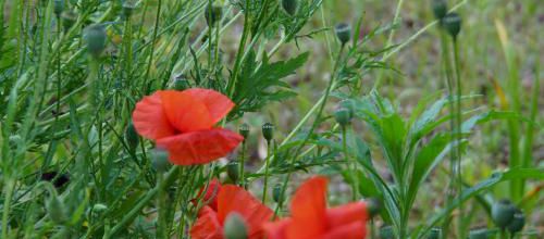 Gentil Coquelicot