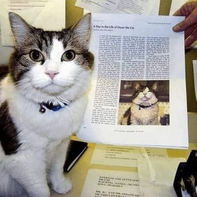 Oscar, le chat thérapeute qui prédisait la mort