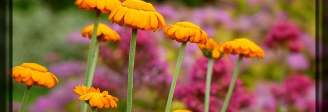Couleurs du jardin