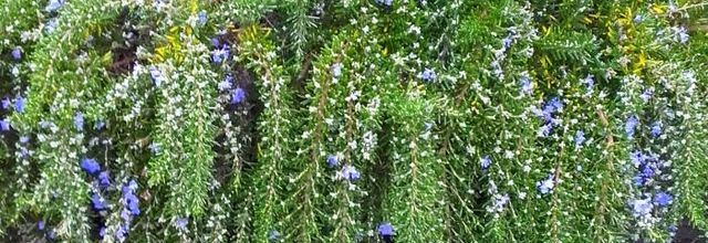  belle plante 