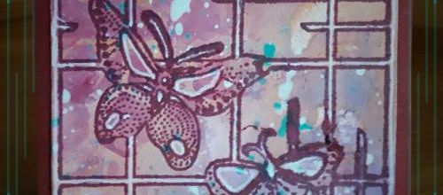 Des papillons plein les yeux !