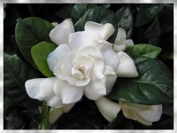 Miniatures Florales