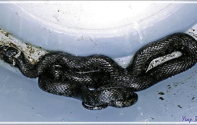 Toujours dans mon bassin : Couleuvre à collier (Natrix natrix helvetica) forme mélanique - Lartigau - Milhas - 31