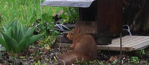Les animaux sauvages de nos forêts - Un voyage des Vosges du Nord à l'Ile-de-France